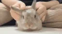 bunnys paradise server banner