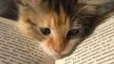 A Ordem das Estrelas★ ༉‧ ⎨Gatos Guerreiros RPG⎬ banner
