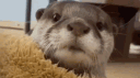 Otter Studios banner