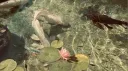 ﹒﹒ naye̲l̲i̲   ۶ৎ   dj2l    🦢🌷  gaming | decor | scl banner
