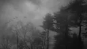 Nocturnal✮⋆˙ Discord server banner
