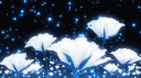 Amado banner