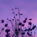 Blossoming ⟡ Jewels Banner