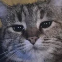 meow Discord server banner