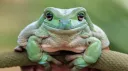 Smol Frogz Swamp! banner