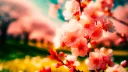 Delonix banner