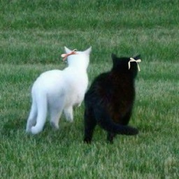 stargazing ✧.* Discord server banner