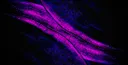 Zefira#9910 banner