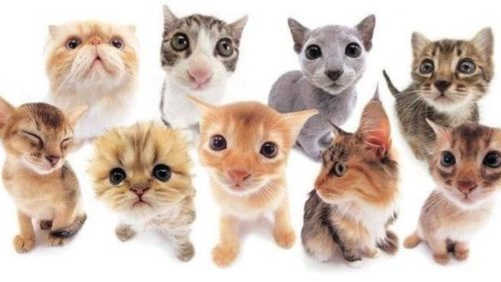 𝐇𝐲𝐬𝐭𝐞𝐫𝐢𝐚 🫧 ᴬʳᵗ ᶜᵒᵐᵐᵘⁿⁱᵗʸ Discord server banner