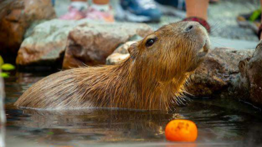 Overbooked Discord server banner