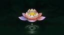 5th Dimension Banner