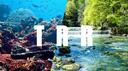 TRR.fish Banner