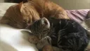 Neko Sanctuary Discord server banner