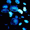 sea sillies :3 banner