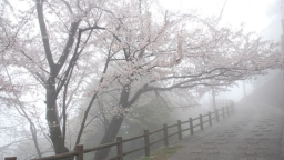 🪽 Ask To Dm | social・vc・egirls・non dating・active・make friends・ask2dm・hangout・chat server banner