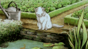 Frog Me banner