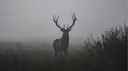 Deer Community banner