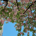 cookie server banner