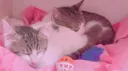 babydolls banner
