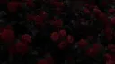 🥀 bellrose high *ೃ༄ banner