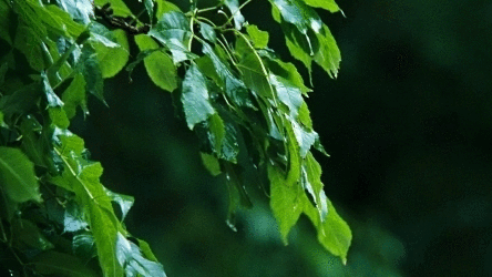 Leaf🍃 Discord server banner