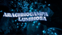 Arachnocampa Luminosa Discord server banner