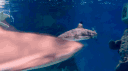 𝚂𝚑𝚊𝚛𝚔 𝚁𝚎𝚎𝚏 | 18+ banner