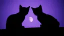 Mooncat Realm💜✨⭒₊ ⊹🌕₊ ⊹⭒₍^. .^₎⟆ banner