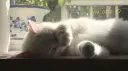 meowy ♡ banner