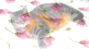 Moth Guild 𓂀 banner