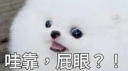 我現在是喵狗🐶 banner