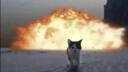 silly cats Banner