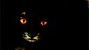OPTIMIZER Banner