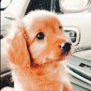 Puppii Playtiime Banner