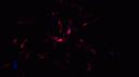 𝐒𝐭𝐚𝐫𝐝𝐮𝐬𝐭‧₊ Banner