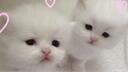 ₚₕᵢₗₒcₐₗᵢₛₜ'ₛ ₛₒcᵢₑₜy ⋆ ˚｡⋆୨୧˚ Banner