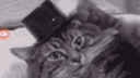 Le Kiwi_i banner