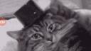 Le Kiwi_i Banner