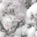 𐔌 𓈒 BEAST 𓏴 (𝓕𝓻𝓮𝓪𝓴𝔂 edition) Banner