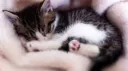 reverie Discord server banner