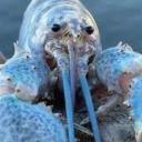 Idiots Incorporated Banner