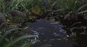 ! Alpine Grove ! Discord server banner