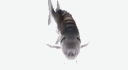 Dwelling of the Fish banner