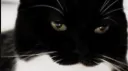 BlackCat Vibe banner
