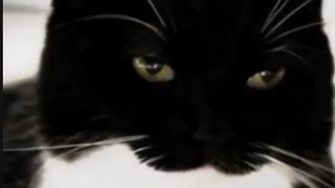 BlackCat Vibe banner