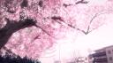 bomv cat Banner