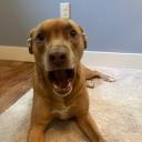 GOOFY GOOBERS [REVAMPING] Banner