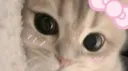 meow banner