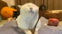poppies programming paradise Discord server banner