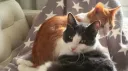 Is it teatime yet? banner
